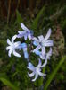 Hyacinth multiflora Blue (2016, March 30)