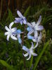 Hyacinth multiflora Blue (2016, March 30)