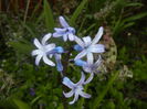 Hyacinth multiflora Blue (2016, March 30)