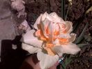 030420162899