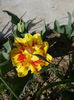 IMG_05042016_154532