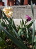 IMG_05042016_154519
