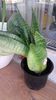 Sansevieria trifasciata