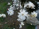 magnolia stellata