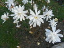 magnolia stellata