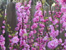 prunus triloba