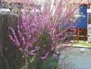 prunus triloba