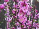 prunus triloba