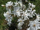 magnolia stellata