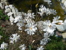 magnolia stellata