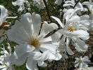 magnolia stellata