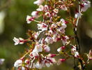 prunus Kojo-no-mai