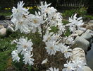 magnolia stellata