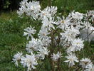 magnolia stellata
