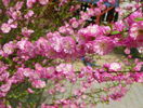 prunus triloba
