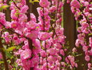 prunus triloba