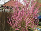 prunus triloba