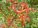 acer palmatum Katsura