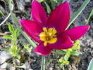 tulipa humilis Odalisque