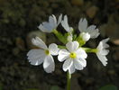 primula denticulata Alba