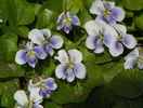 viola sororia priceana