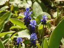 muscari latifolium