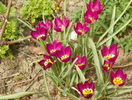 tulipa pulchella Persian Pearl