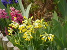 primula officinalis