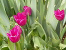 lalele Purple Flag