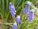 muscari armeniacum