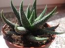 Haworthia margaritifera var minima