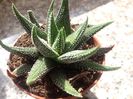 Haworthia margritifera var minima