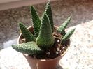 Haworthia margaritifera cv albert