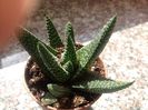 Haworthia margaritifera cv albert