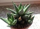 Haworthia margaritifera var minima