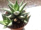 Haworthia margaritifera var minima