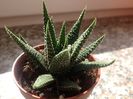Haworthia margaritifera