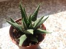 Haworthia margaritifera