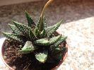 Haworthia Pearl drops