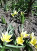 Tulipa tarda