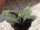 Gasteria Little warty