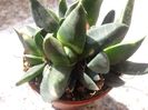 nr42-10 lei puiul gasteria brachyphyla