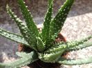 Aloe humilis