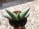 Aloe petricola