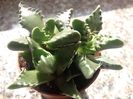 Faucaria tigrina