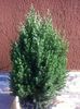 Juniperus stricta