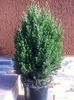 Juniperus stricta