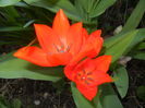 Tulipa Praestans Fusilier (2016, Mar.31)
