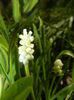 Muscari botryoides Album (2016, Mar.30)