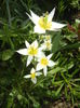 Tulipa Turkestanica (2016, March 30)